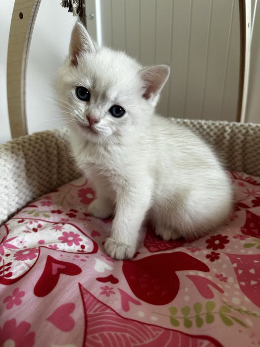 Kot brytyjski kocurek