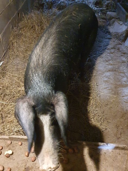 Porca bisaro com um ano