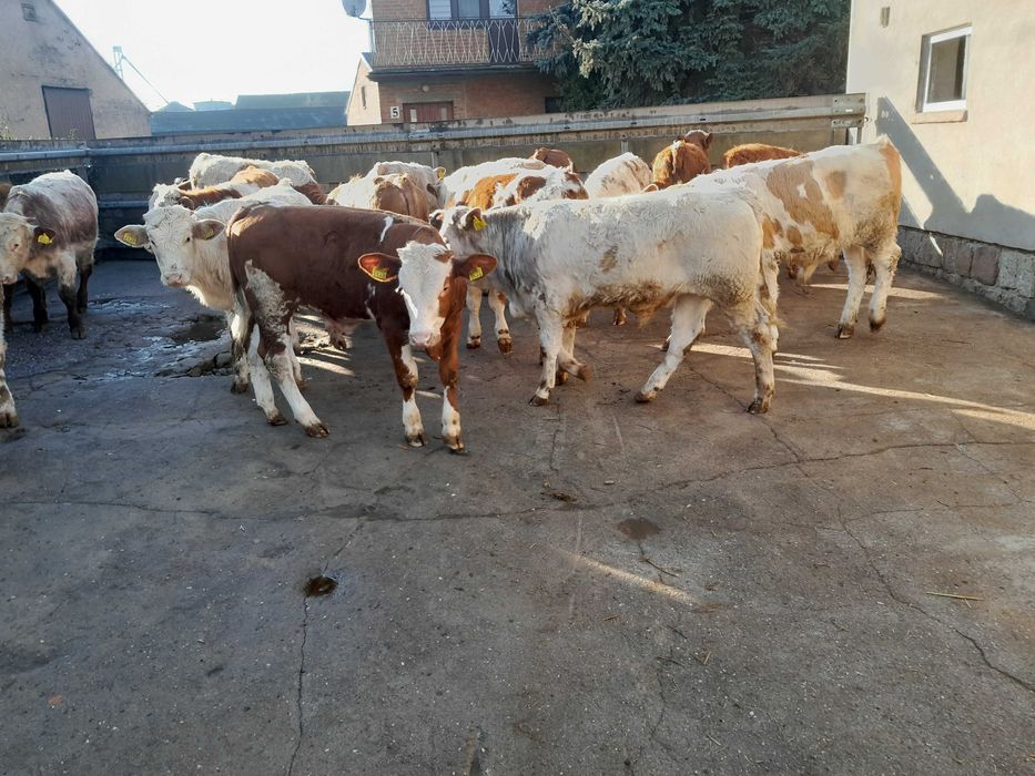 20 byczków 200-240kg simental,bbb