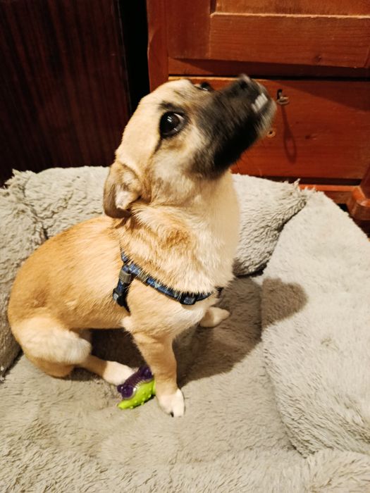 4 кг щастя в добрі руки