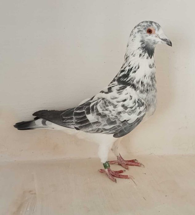 Lindo pombo correio Fantasminha