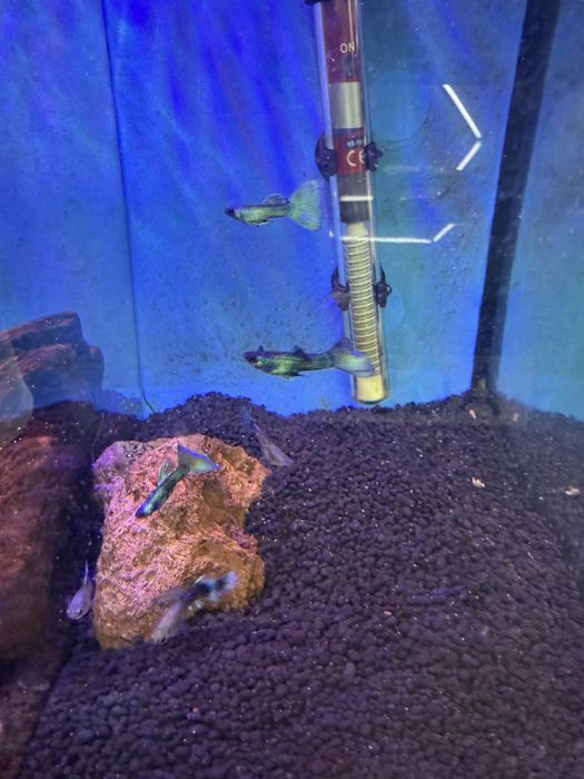 Guppies moscow green