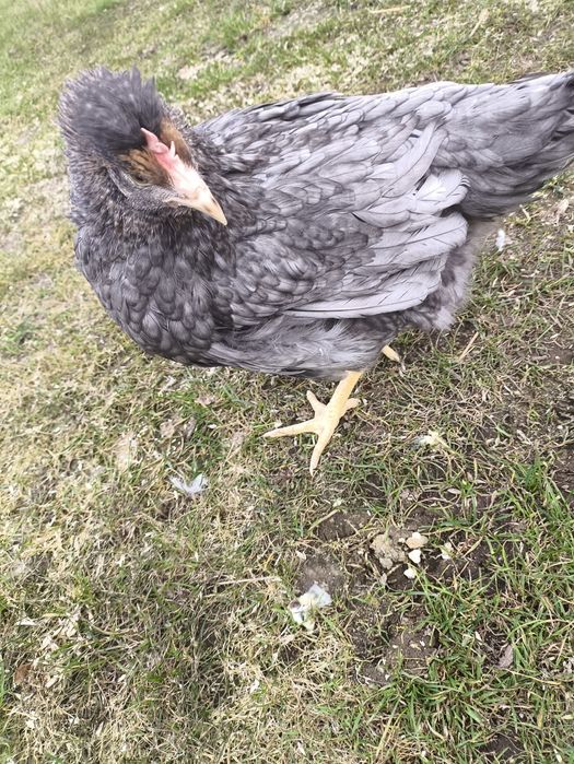 Kury green shell i dark Shell