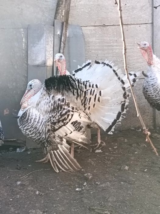 Продаю сім'ю індиків