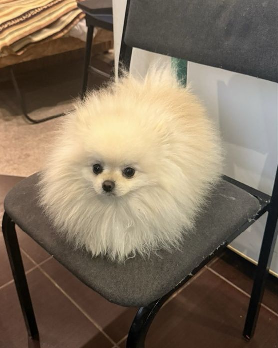 Померанский мини шпиц вязка Харьков