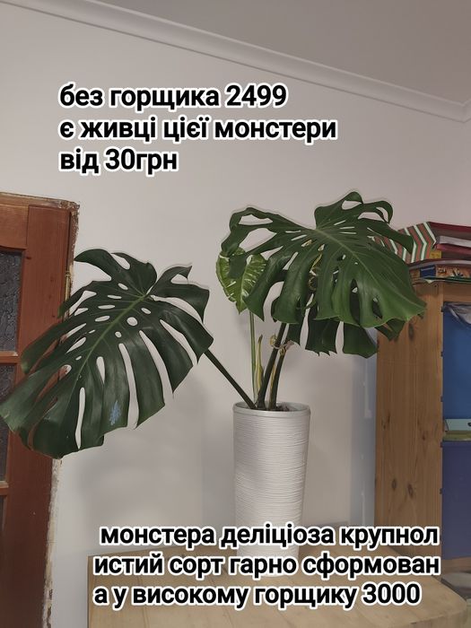 Рослини з горщиками крупногабарит