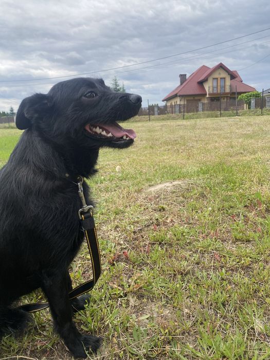 Czarny młody samiec pilnie szuka tymczasu lub swojego domu