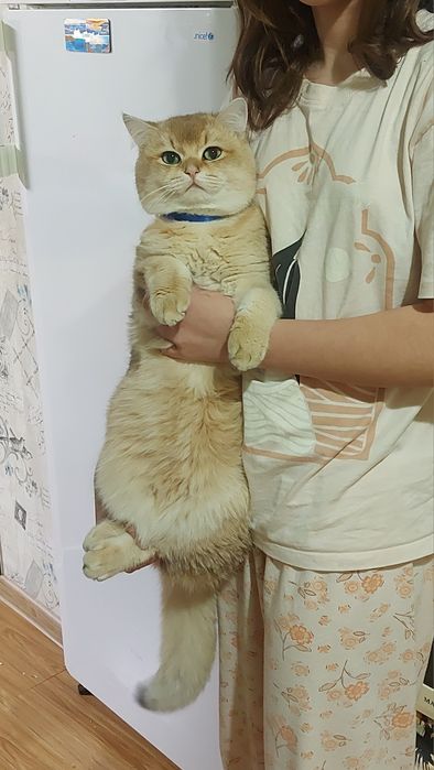 Котик для вязки шеншила золотиста