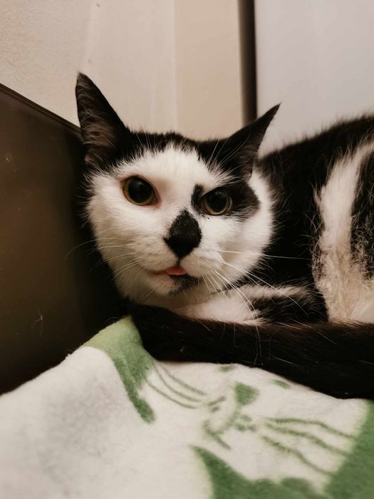 Kotka Niunia szuka domu