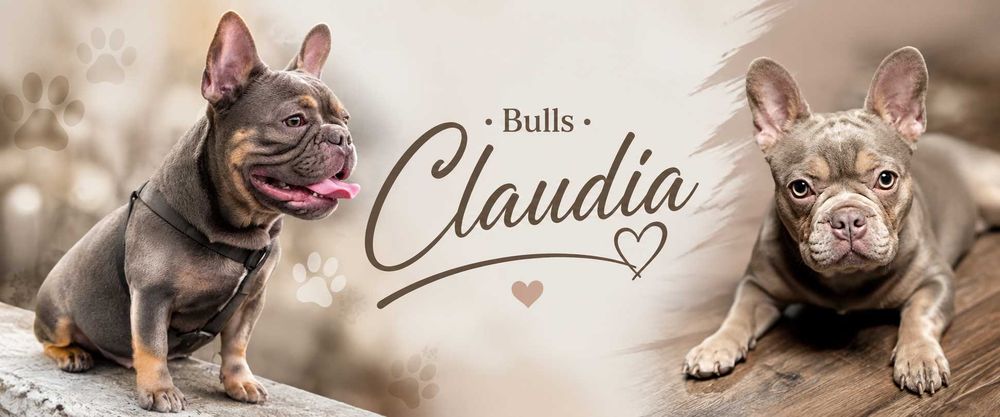 Bulldogs francês exóticos