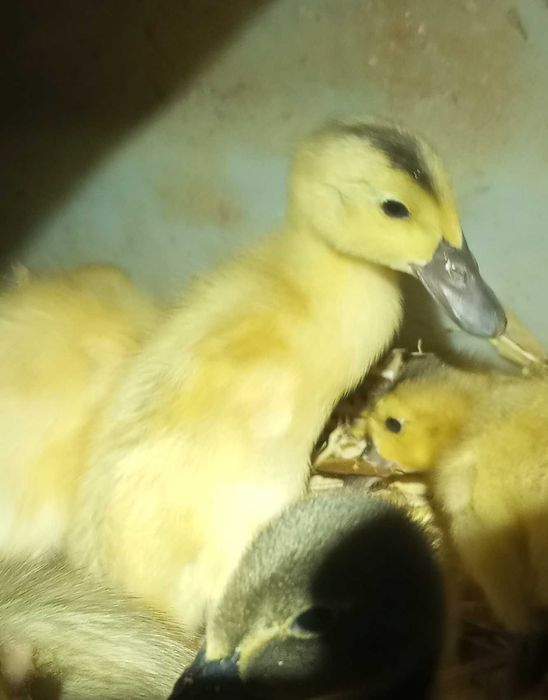 Kaczki biegusy indyjskie samce