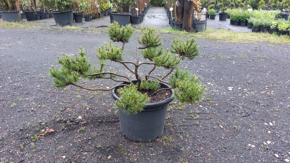 Bonsai, niwaki,  Iglaki Formowane JEŁOWA