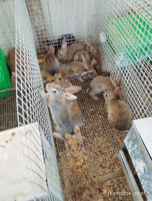 Coelhos cinzentos