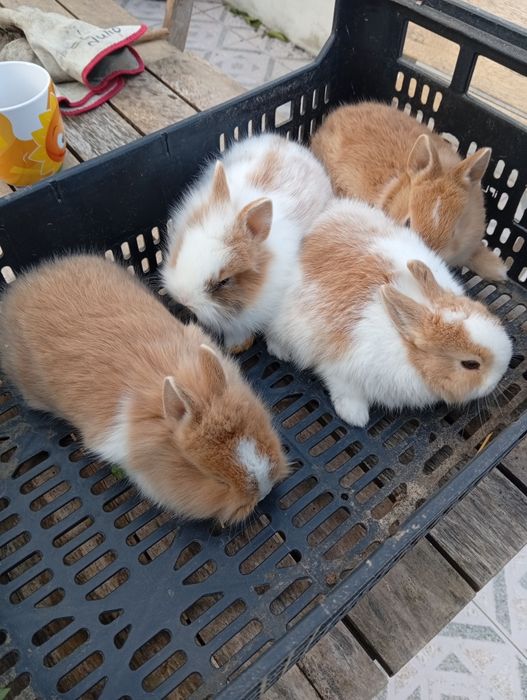 Coelhos anões lindos