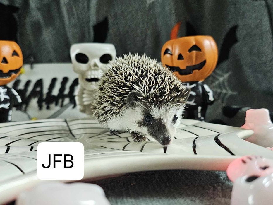 Jeż Pigmejski Jeż Afrykański