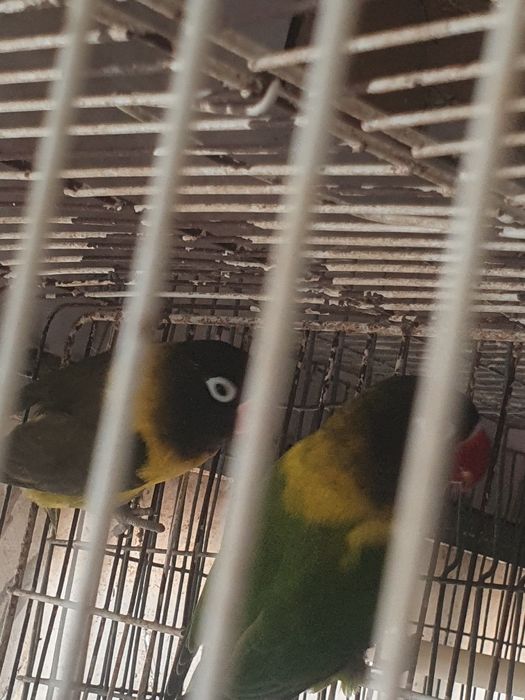 Personatus casal,  preço do casal 40 euros