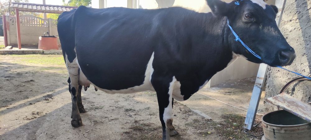Продам коров на хозяйство
