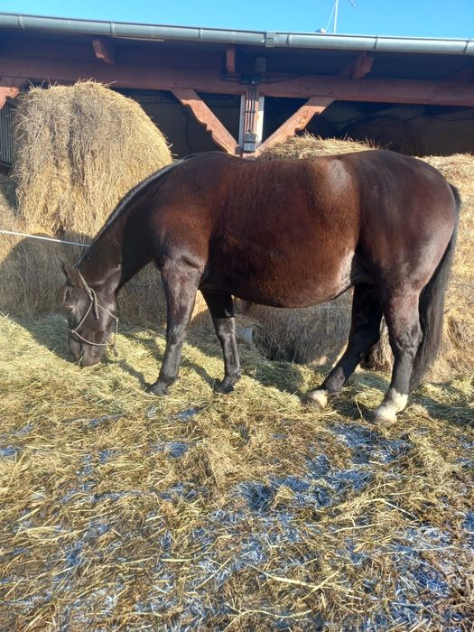 Sprzedam klacze śląskie