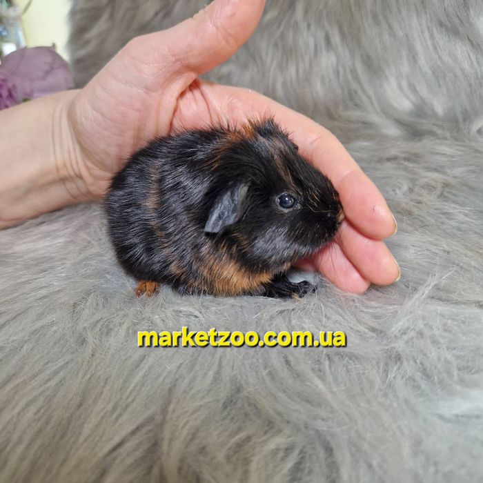 Морська свинка, морські свинки, морская свинка, морские свинки,ам.висл