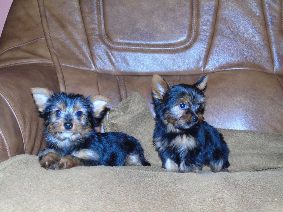 Yorkshire Terrier chłopczyk