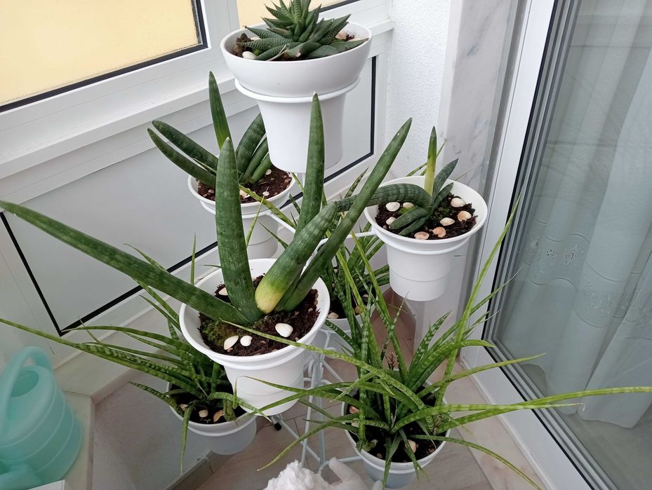 Plantas naturais