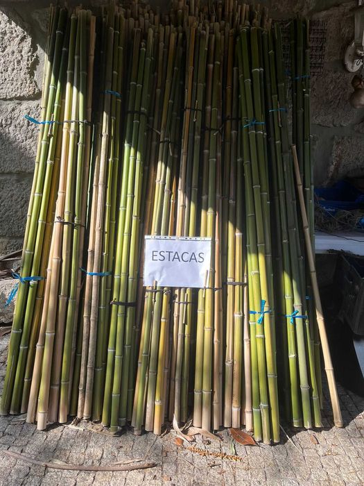 Canas de bambu verdes ou secas