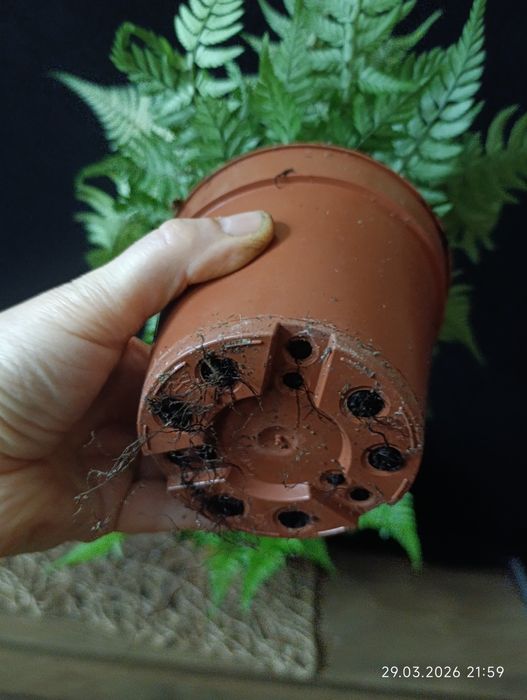 Папороть Атіріум (Athyrium),