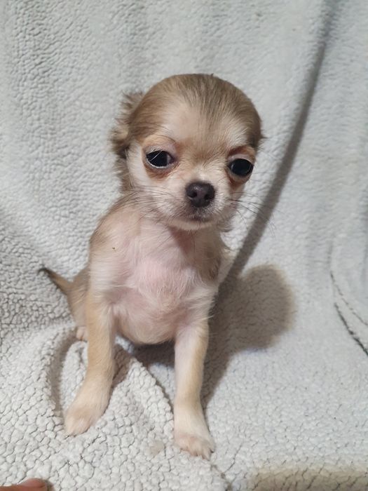 Длинношерстная девочка чихуахуа