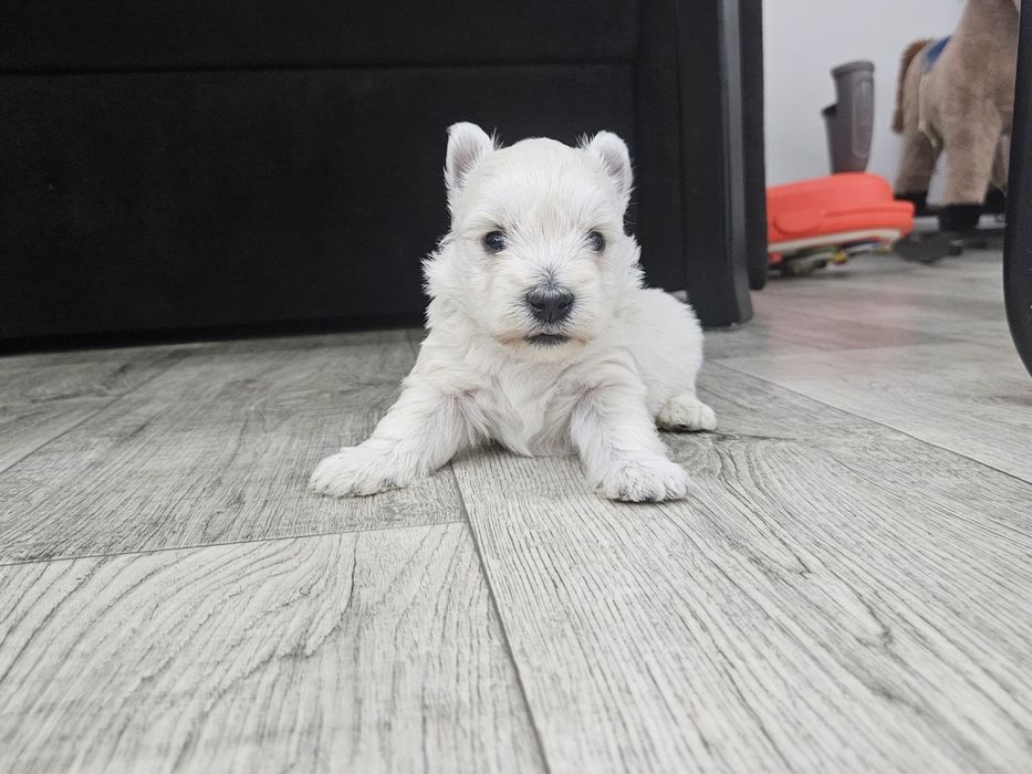 West Highland White Terrier