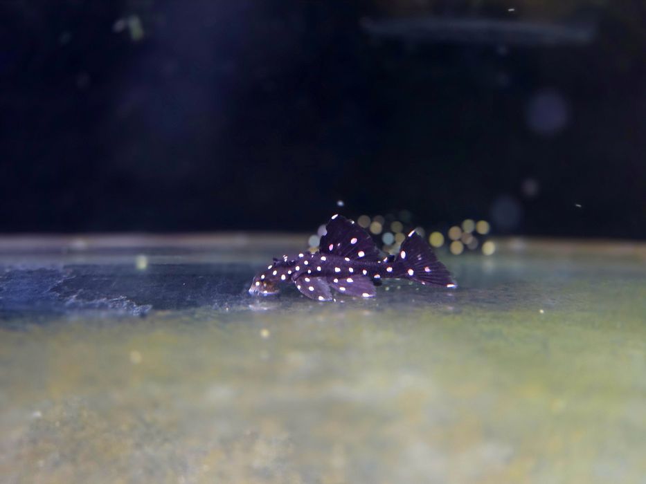 Zbrojnik L240 Leporacanthicus galaxias (glonojad)