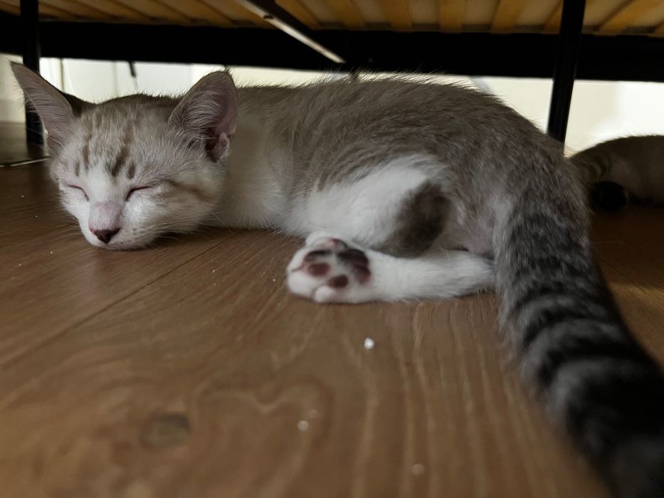 Gato para adoção
