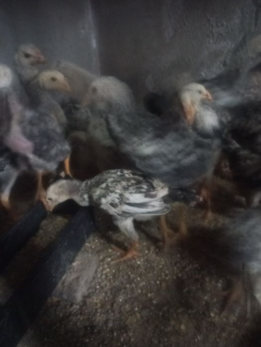 Vendo pintos indios