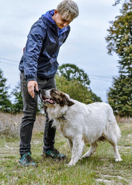 Wspaniała Iskra w typie moskiewskiego psa stróżującego! Adoptuj Ją!