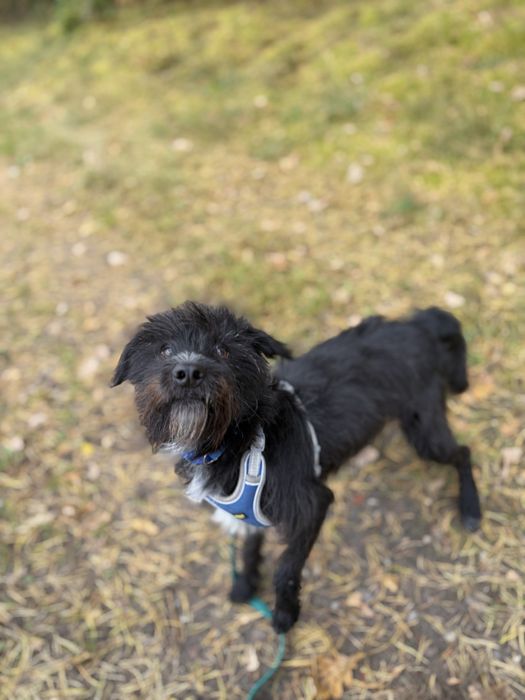 Agrest psiak do adopcji