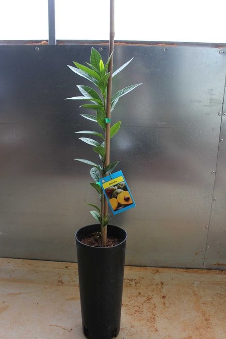 Lucuma Plant / Planta de Fruta Lúcuma