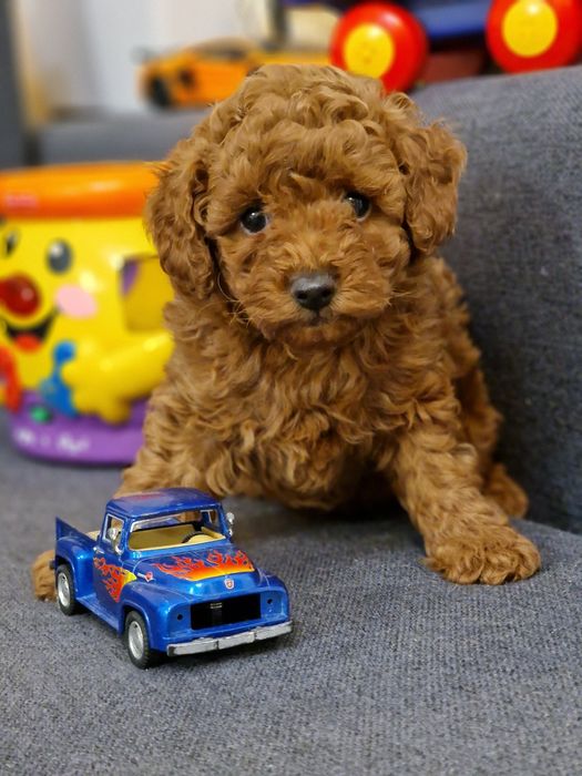 Хлопчик  той  пудель  ред браун