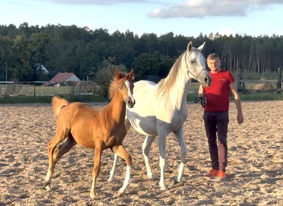 Klacz arabska ze źrebakiem / źrebna ( Calypso/AJ AZZAM)