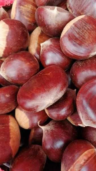 vendo castanhas de carrazedo de montenegro