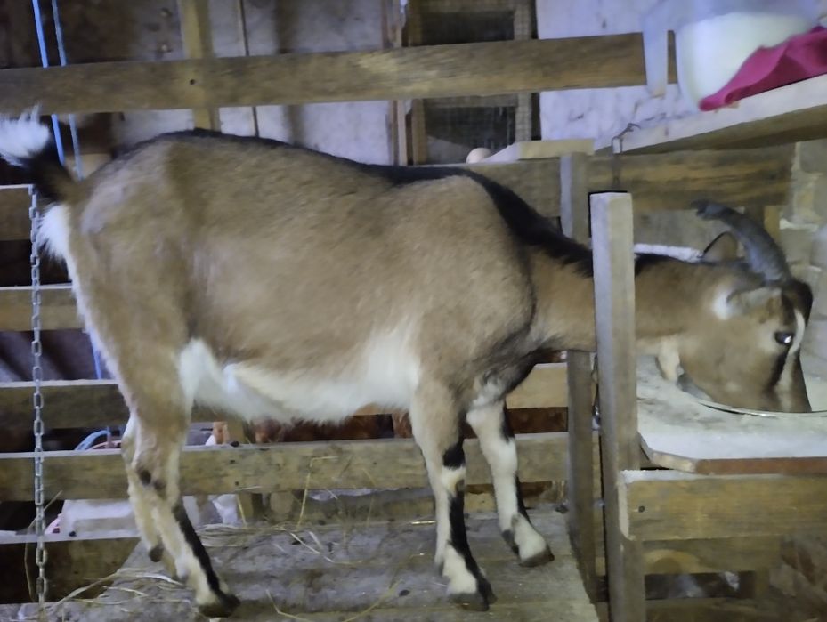 Карликові камерунські кози