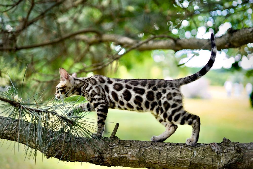 Элегантный Silver Bengal