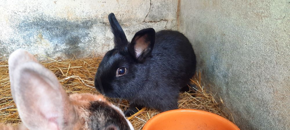 Ceolhos Anao Holandes/netherland Dwarf