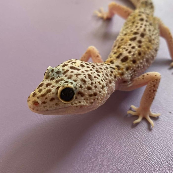 Eublefar Gekon lamparci samica