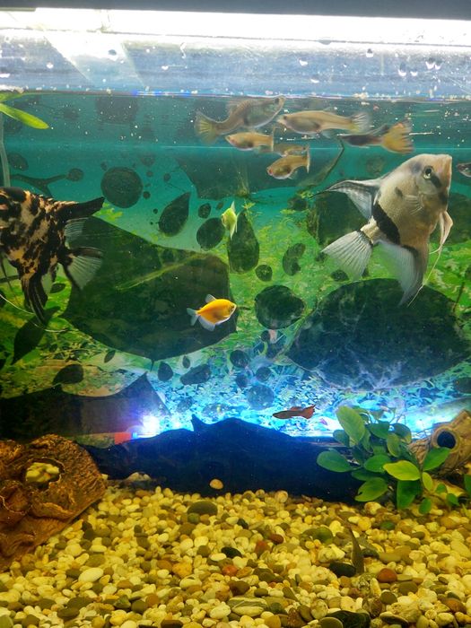 Аквариум 200 литров