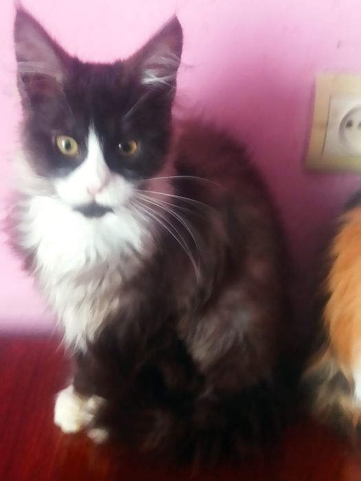 Весняний розпродаж мейн кунів