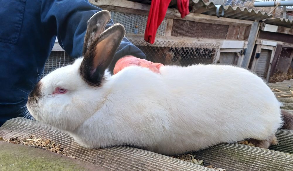 Продам каліфорнійців