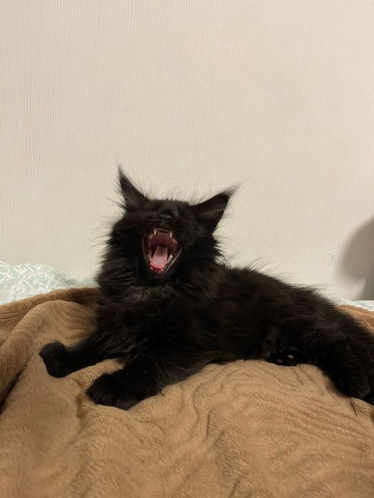 Мейн-Кун колір високе срібло