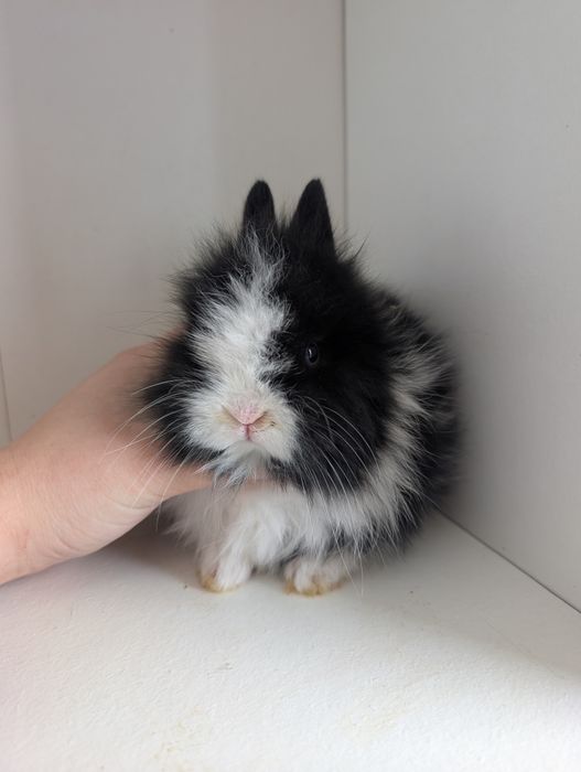 Karzełek Teddy, królik miniaturka