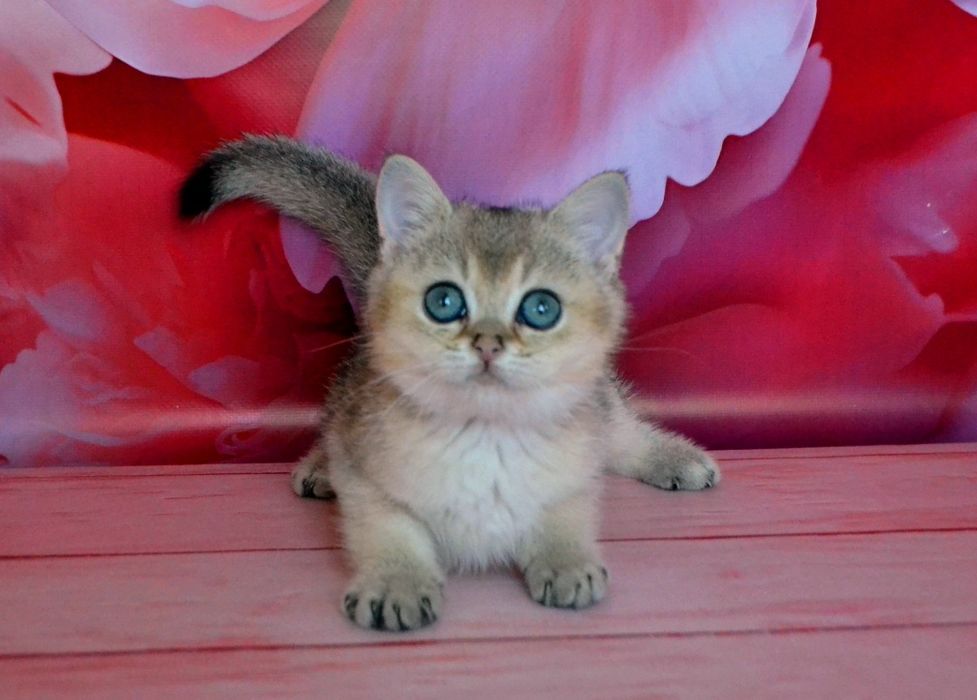 З росплiдника золоти шиншили