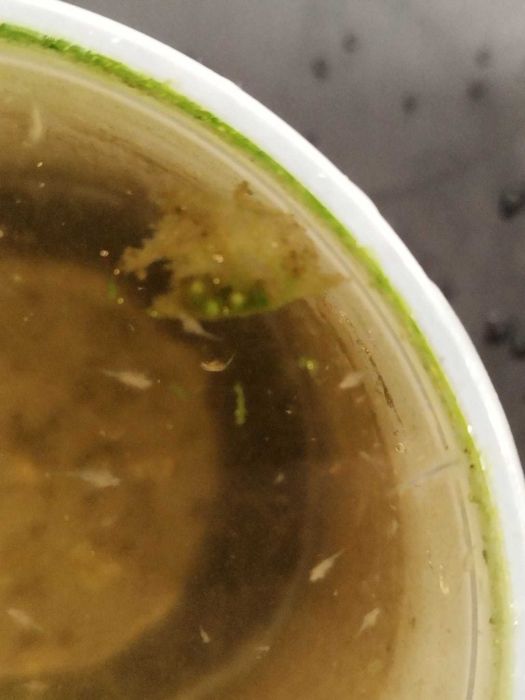 Artémia salina viva