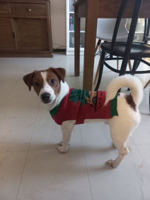 Jack russell terrier piesek